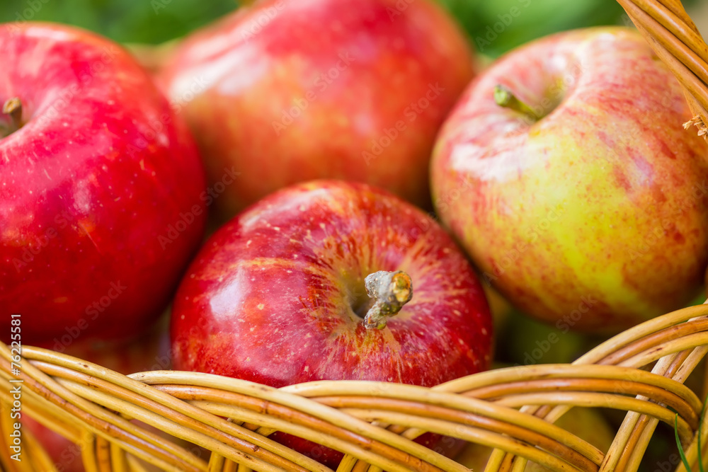 Organic apples in basket in summer grass. Fresh apples in nature Organic apples in basket in summer grass. Fresh apples in nature