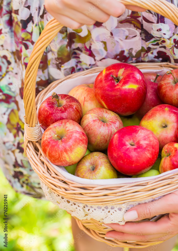 Woman holding aprons apples Woman holding aprons apples