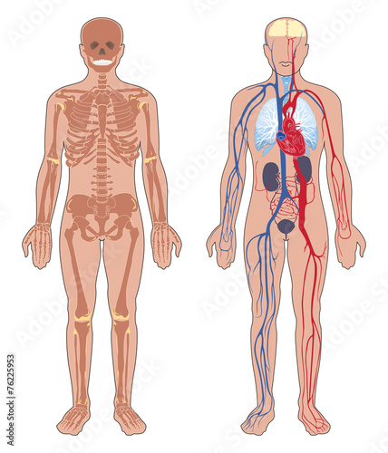 Human anatomy: skeleton and circulatory vascular system. 