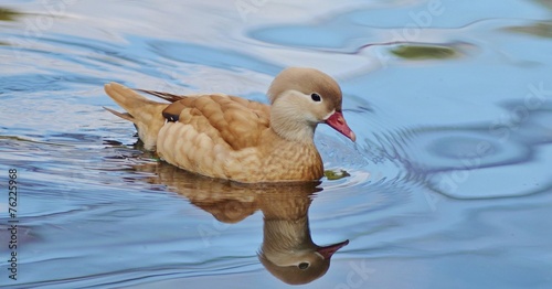 Duck Swimming, Bird, Duck, Blue Water © oralz