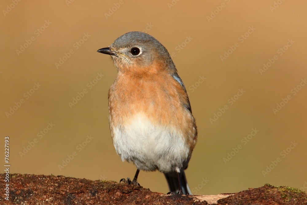 Fototapeta premium Female Eastern Bluebird