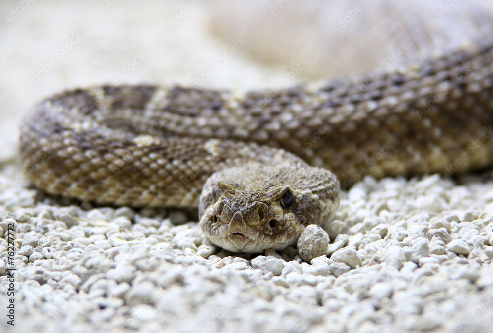Fototapeta premium grüne Schlangen