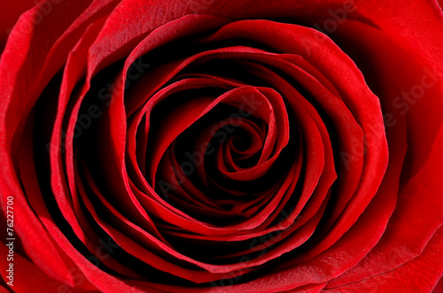 primo piano di una rosa rossa