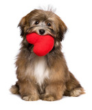 Lover havanese puppy dog is holding a red heart in her mouth