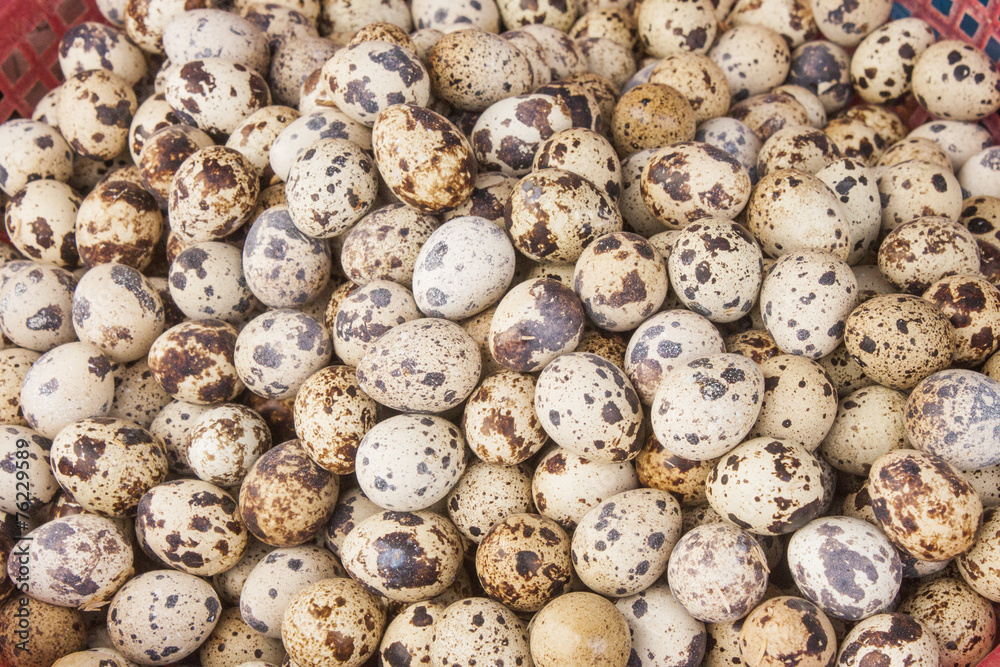 Obraz premium Quail egg