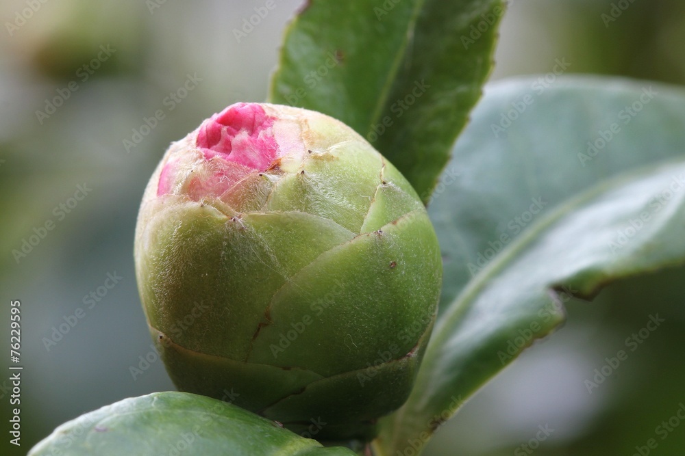 Camellia bud Camellia bud