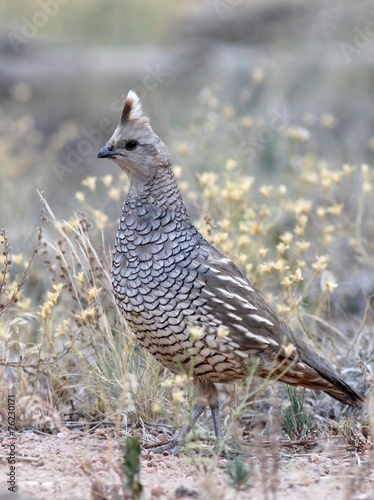 Scaled Quail