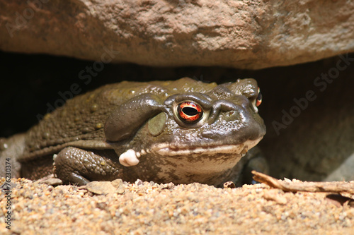 Colorado River toad Incilius Bufo alvarius