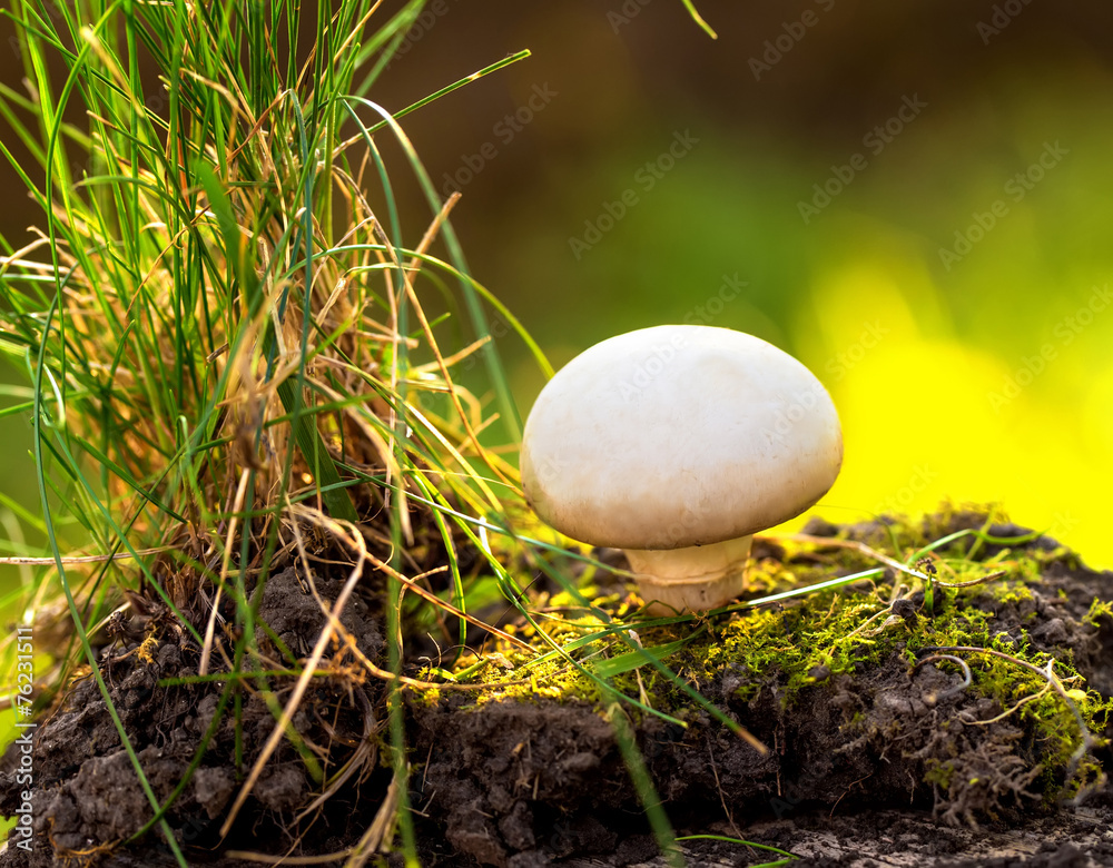 Fresh mushroom in nature