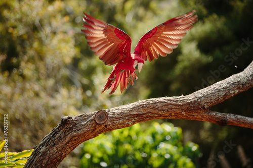 Parrot in flight at Currumbin Wildlife Park, Qld, Australia © p a w e l
