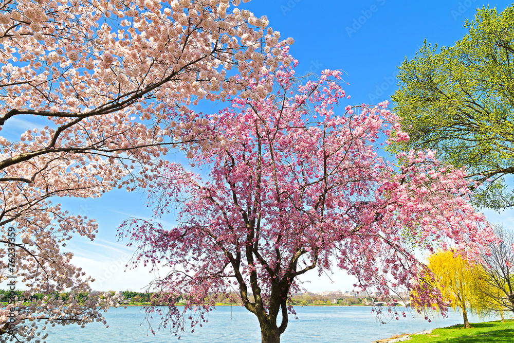 Peak of cherry blossom in Washington, DC.