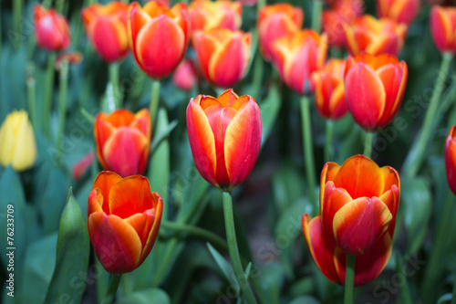 Tulips © sakdinon