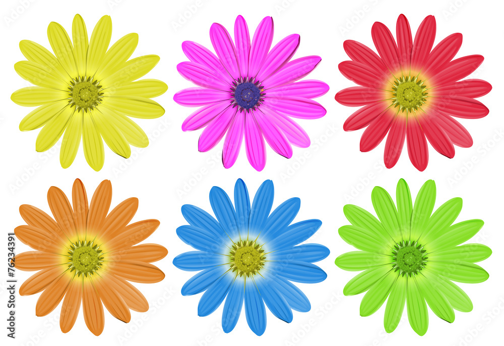 Obraz premium Colourful flowers