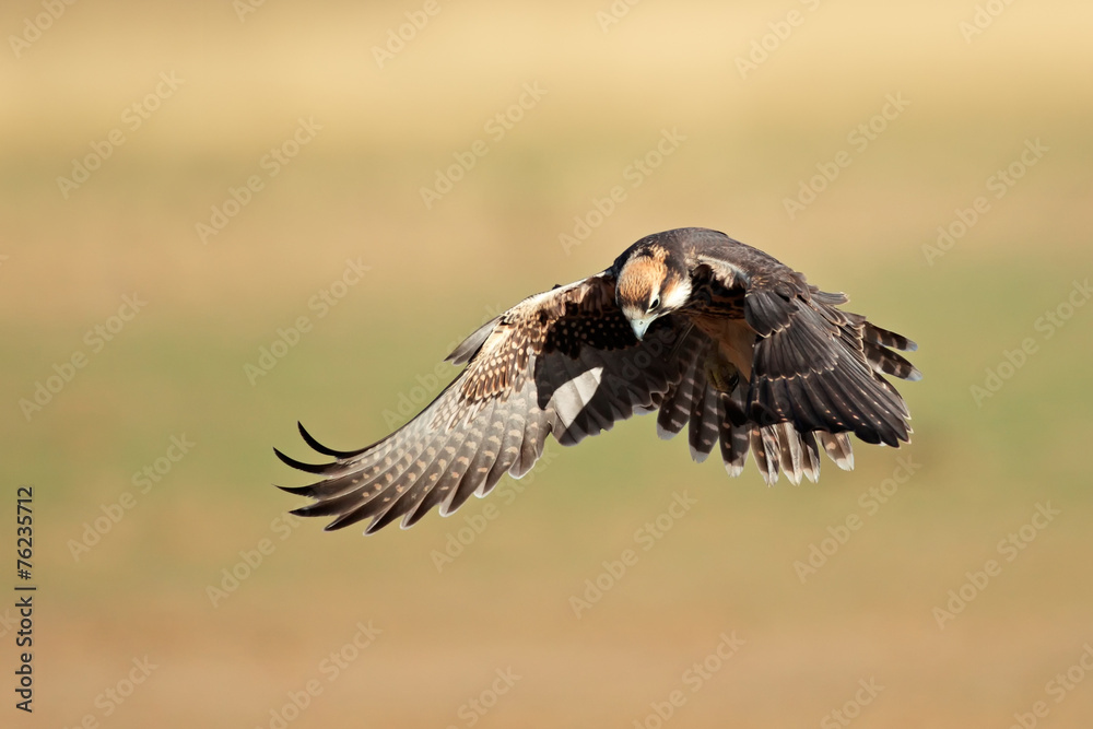 Lanner falcon (Falco biarmicus) landing Lanner falcon (Falco biarmicus) landing