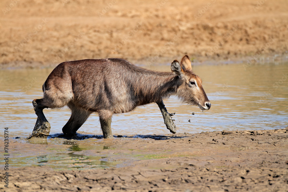 Waterbuck in mud, Pilanesberg National Park Waterbuck in mud, Pilanesberg National Park