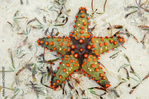 Colorful starfish, Zanzibar island