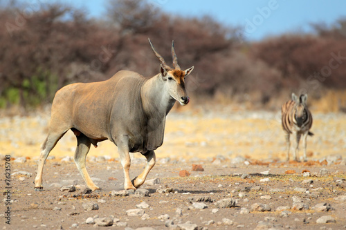 Eland antelope, Etosha National Park