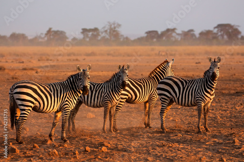 Plains Zebras, Amboseli National Park #76235735
