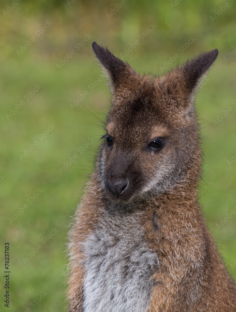 Fototapeta premium Cute Bennet Kangaroo on a meadow