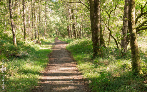 Scottish Forest Path