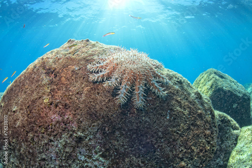 sea stars in a reef colorfu...
