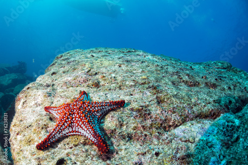 sea stars in a reef colorful underwater landscape