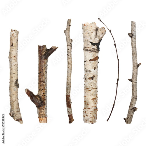 Twigs, set macro dry branches birch isolated on white background