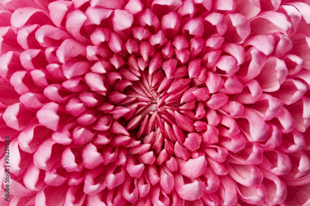 Obraz premium Chrysanthemum flower