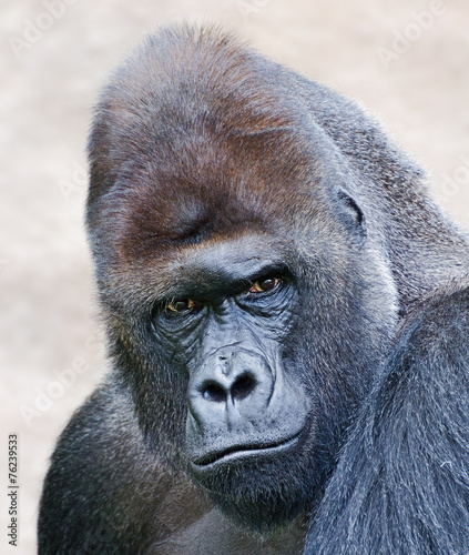 portrait of a male gorilla © Oleksii Sergieiev