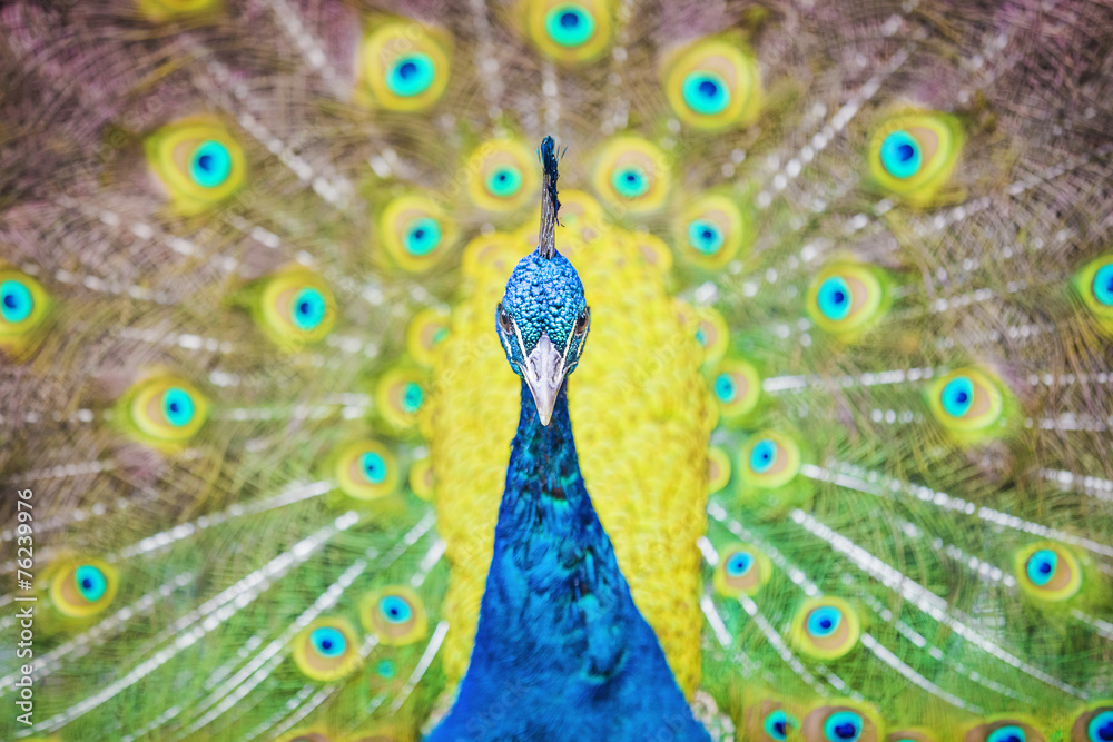 Peacock - obrazy, fototapety, plakaty 