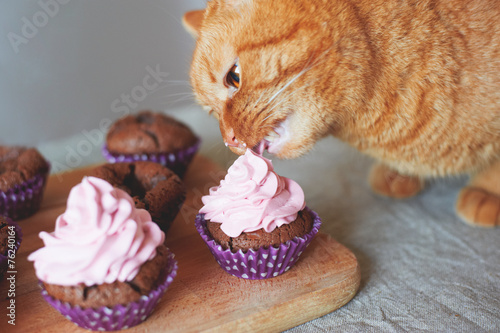 cat eats cupcakes