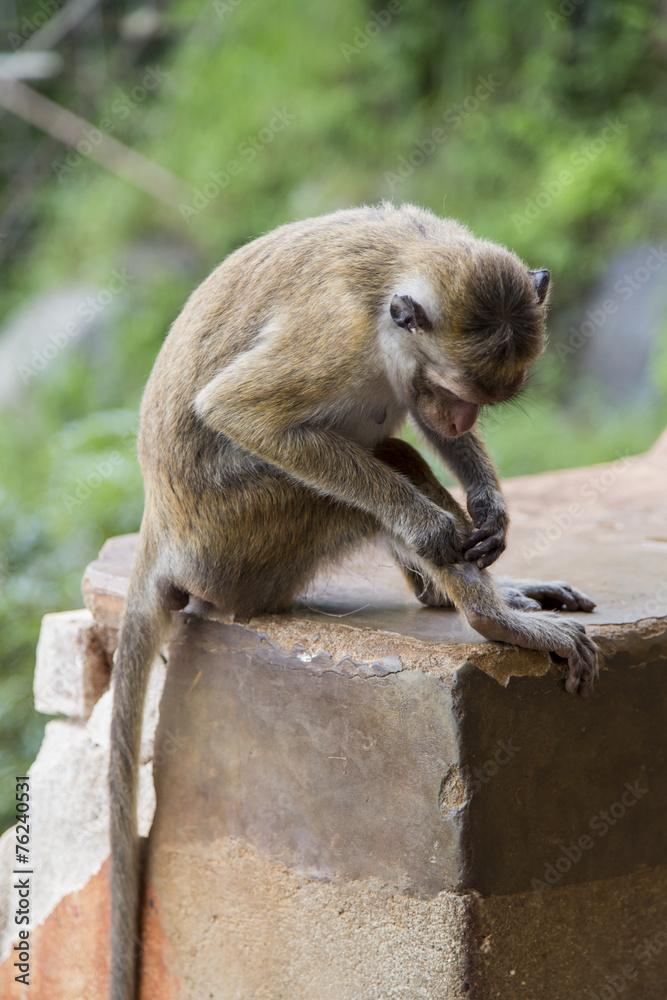 Obraz premium Toque macaque