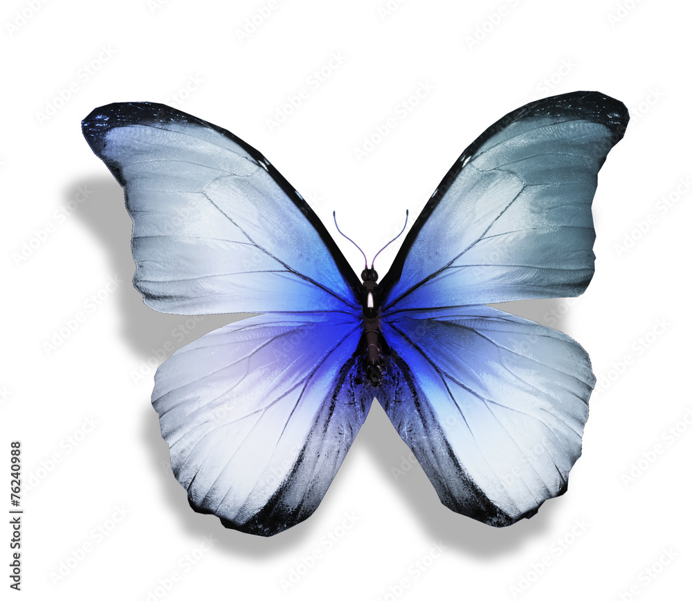 Obraz premium Color butterfly , isolated on white