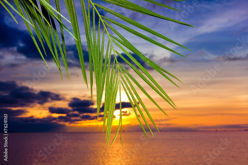 Fototapeta Naklejka Na Ścianę i Meble -  Bliss Palm Beauty
