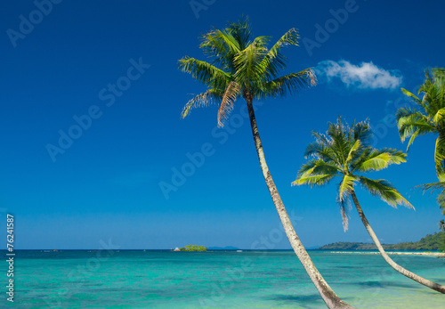 Fototapeta Naklejka Na Ścianę i Meble -  Palm Panorama Relaxation In Peace