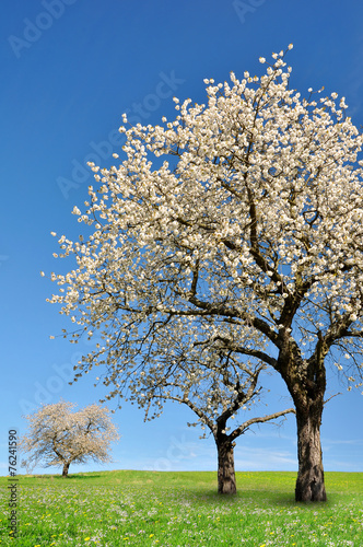 Blooming cherry tree on meadow