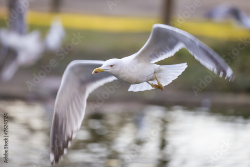 Seagull fly 4