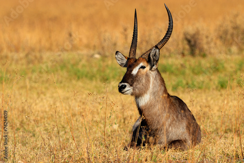 Canvas Print Male waterbuck resting