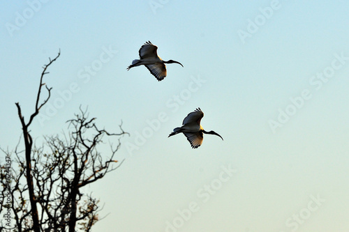 Couple of sacred ibises in flight
