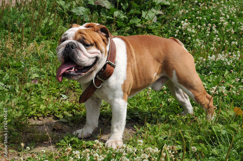 The portrait of English Bulldog in the garden