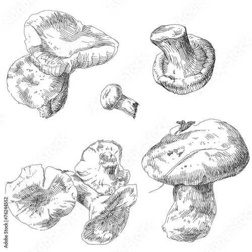 Vector set of hand drawn mushrooms