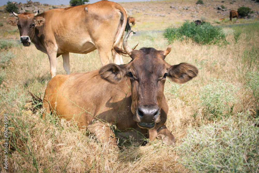Cows grazing in a meadow Cows grazing in a meadow