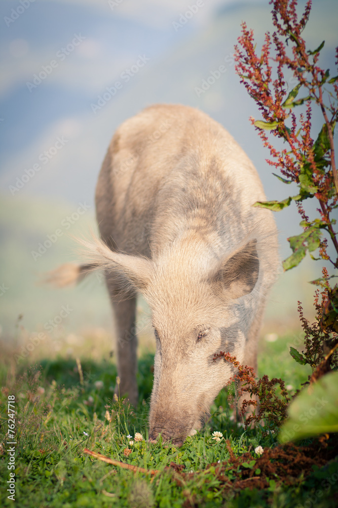 Fototapeta premium Pigs grazing high in the mountains