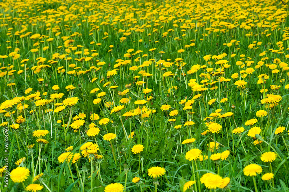 Fototapeta premium Field of ellow dandelion flowers