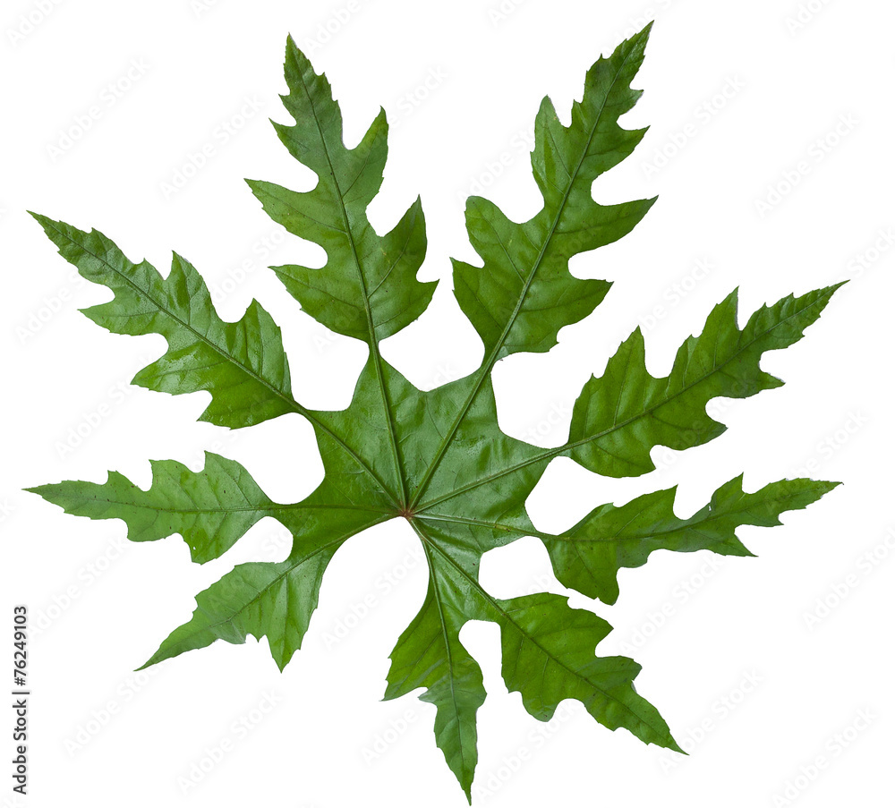 Green leaf Green leaf
