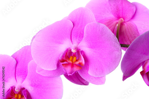 orchid flower