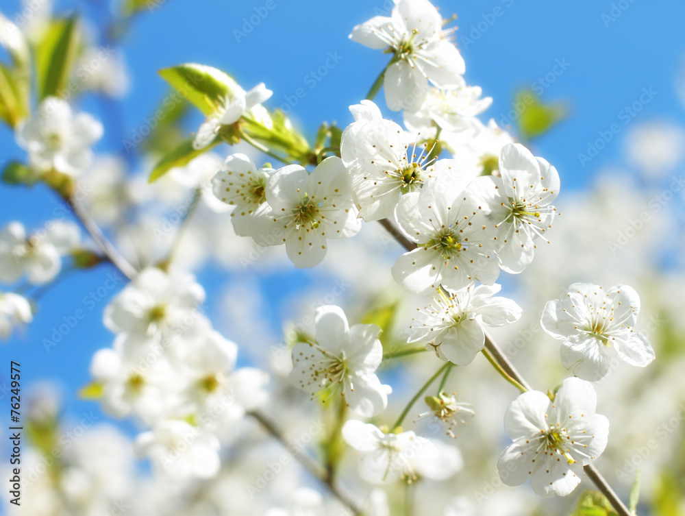 Flower background with branch of white spring blossom. - obrazy, fototapety, plakaty 