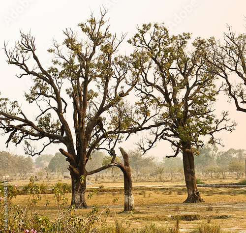 Old trees in field