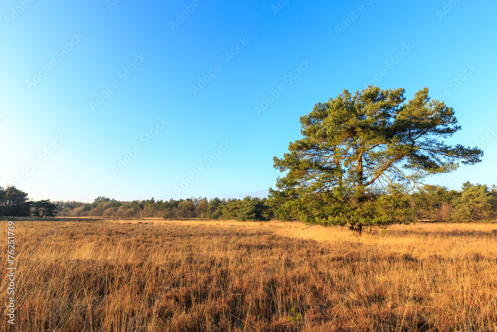 Heath landscape in evening glow in Holland Heath landscape in evening glow in Holland