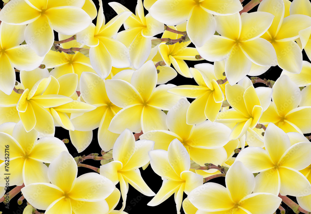 Fototapeta premium Frangipani flower